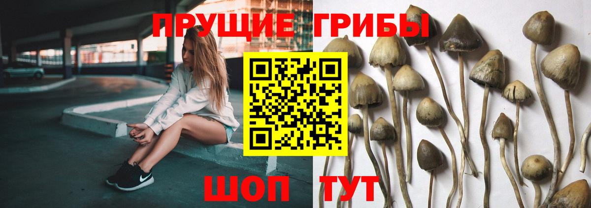 Алапаевск  Псилоцибиновые грибы мицелий  Вход с VPN  Галлюциногенные грибы GOLDEN TEACHER 